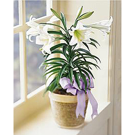 WW-161 Easter Lily