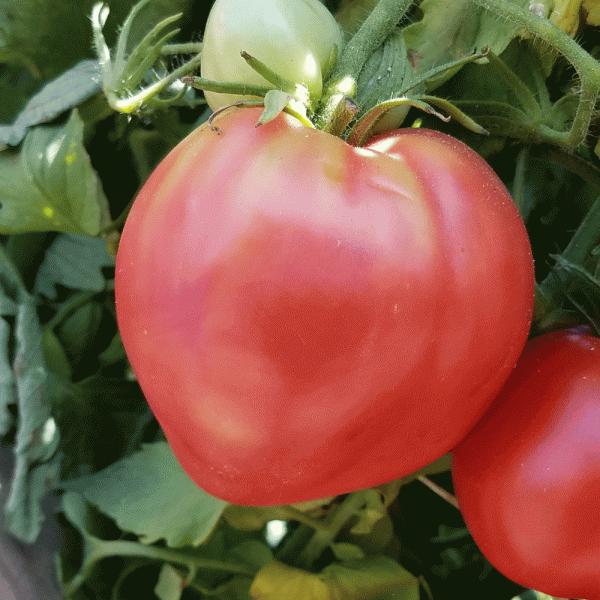 Oxheart Tomato Plant Schaefer Greenhouses