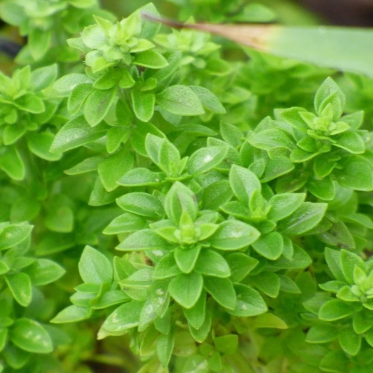 Boxwood Basil Herb Plant - Schaefer Greenhouses