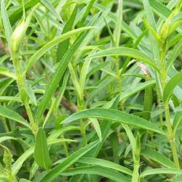 Tarragon Herb Plant Schaefer Greenhouses